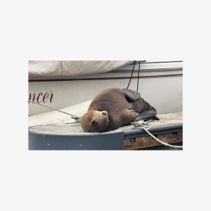 Boat Tour Experience Sea Life Up Close